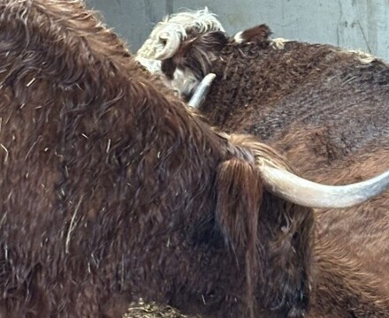 IMG 1133 Gemma Graham